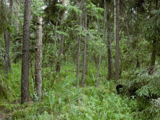Photo 5. The boreal spruce forest Sphagno girgensohnii-piceetum in Taboły reserve (Knyszyńska Forest), compartment 61