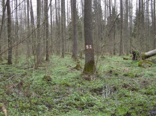 The alder carr Ribeso nigri- Alnetum in Stare Biele reserve (Knyszyńska Forest), compartment 258, relevé No. 10725 Fot. 8.