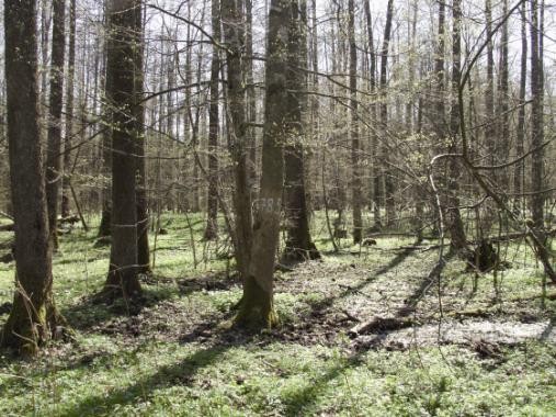 The ash-alder riparian forest Fraxino-Alnetum in Zwierzyniec precincts (Białowieska Forest), compartment 395D, relevé No. 31. Fot. 9.