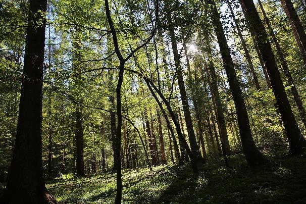 Dodatkowo, na obszarach o