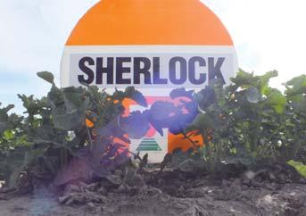 SHERLOCK Odkryj potęgę plonowania Termin kwitnienia wczesny Dojrzałość techniczna wczesna Wysokość roślin wysokie poniżej średniej Suchą zgniliznę Zgniliznę