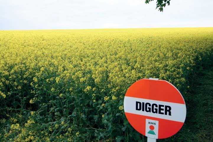 Plony odmiany DIGGER w doświadczeniach Agroservice KWS w sezonie 2012/2013 wierne i wysokie plonowanie na przestrzeni lat wyrównany rozwój w czasie wegetacji krótki