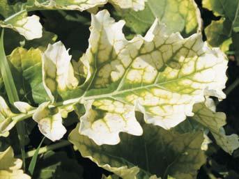Plony odmiany FORZA w doświadczeniach Agroservice KWS w sezonie 2012/2013 proponowana na najsłabsze stanowiska glebowe średnio szybki rozwój jesienny wykazuje wysoką