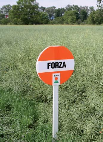 na wyleganie niski pokrój roślin stabilny plon w latach przeciętny termin dojrzałości roślin zarejestrowana w UE FORZA znajdą Państwo na stronie www.kws.