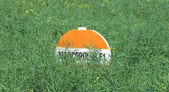 Wyniki plonowania odmiany MARCOPOLOS F1 z doświadczeń łanowych KWS Agroservice 2013 oraz kolekcji wielofirmowych. Plon relatywny w odniesieniu do średniej z lokalizacji.