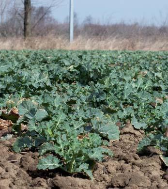 mieszaniec w typie OGURA w sezonie 2012 i 2013 badana w 69 lokalizacjach w Polsce z rezultatem 100,5% średniej ogólnej i plonie 4,39 t/ha Rewelacyjną zimotrwałość odmiana TRAVIATA F1 wykazała na