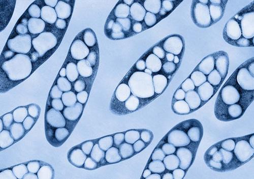 BIOMATERIAŁY DLA MEDYCYNY REKONSTRUKCYJNEJ Blendy polimerowe z surowców odnawialnych NOWE MATERIAŁY POLIESTROWE ZAWIERAJĄCE