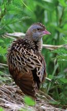 Buga met sarežģītus meandrus, atstājot aiz sevis daudzas vecupes, veidojot stāvas gravas, kuras labprāt izmanto krastu čurkstes un zivju dzenīši.