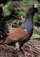 Suga ir globālā mērogā stipri apdraudēta, to aptver organizācijas BirdLife International aizsardzības plāns.