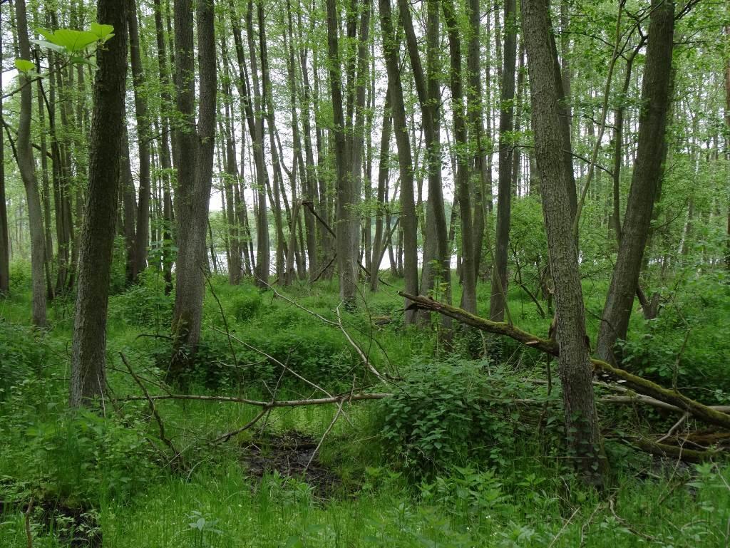 FORMY OCHRONY PRZYRODY NIELEŚNE SIEDLISKA PRZYRODNICZE LEŚNE SIEDLISKA PRZYRODNICZE Kod siedliska Natura 2000 Nieleśne siedliska przyrodnicze [] Wydmy śródlądowe z murawami napiaskowymi 2330 0,26