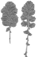 roślin Brassica znalezionych na plantacjach