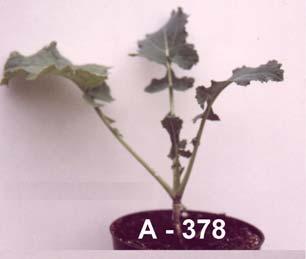 plant A-371, 4-plant A-374 5 6 7 8 Fot. 5 8.