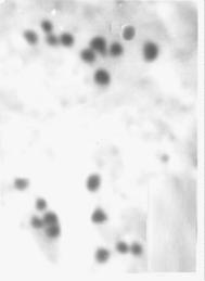 (roślina A-373), 14 M-I z 10 A-373), 14 M-I z 10 II (A-382), 15 16 A-I, po 10 chromosomów II (A-382), 15 16