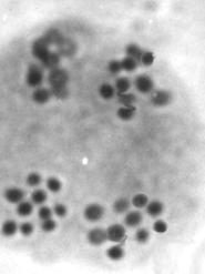 chromosomów i A-384, 17 na biegunach, A-II, po roślina 10 A-392 chromosomów Meiotic na division biegunach, in