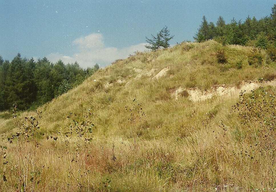 Kutyna) Ryc.1. Wyrobisko z naturalnym odsłonięciem gleby w Kurowie; w sąsiedztwie występują murawy kserotermiczne (fot. I.