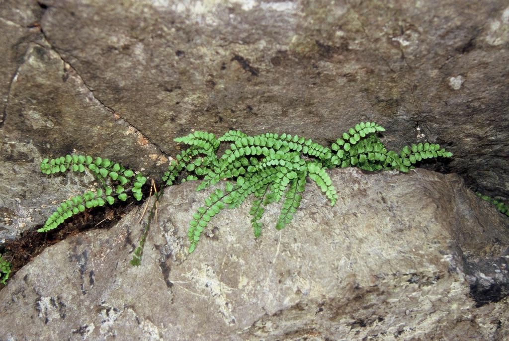KRAJOWY PLAN ZARZĄDZANIA GATUNKIEM ZANOKCICA SERPENTYNOWA (Asplenium adulterinum) Transition Facility 2004 Opracowanie planów renaturalizacji siedlisk przyrodniczych i siedlisk gatunków na obszarach