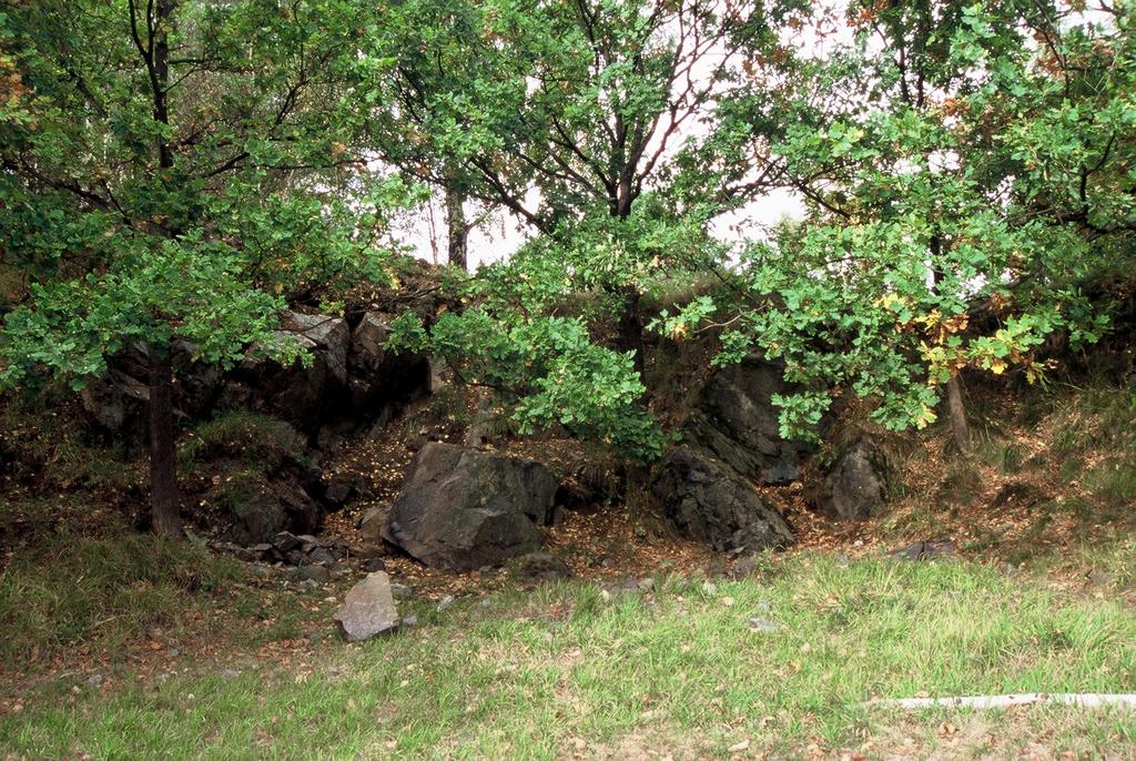 10. Przygórze w Górach Sowich. notowano tu od kilku (Żołnierz 2004) do 14 okazów (Szczęśniak, npbl. 2001). 11.