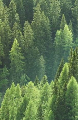 sprawiają, że naturalne drewno uzupełni nawet najbardziej śmiałe i odważne wizje projektowe.