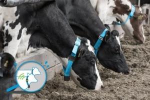 .pl https://www..pl Silent Herdsman Neck Collar: monitoring zdrowia, parametrów rozrodu i spożywania paszy. (fot.