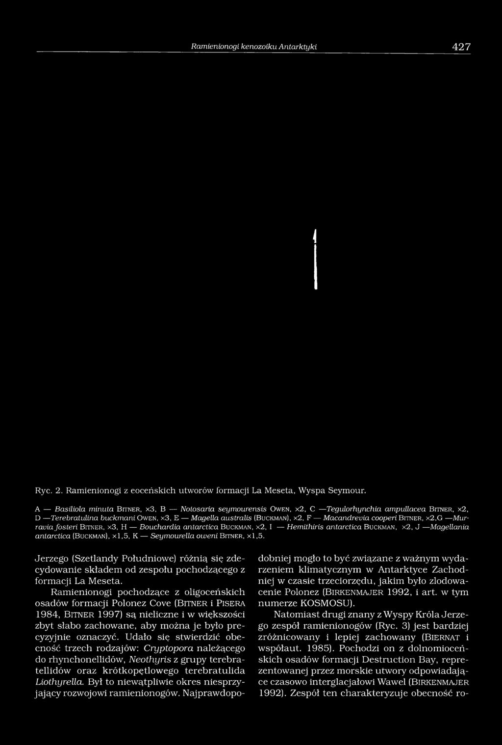 Macandrevia cooperi B itn e r, x 2,G Murraviafosteri B itn e r, x 3, H Bouchardia antarctica Buckm an, x 2, I Hemithiris antarctica Buckm an, x 2, J Magellania antarctica (Buckman), x l, 5, K
