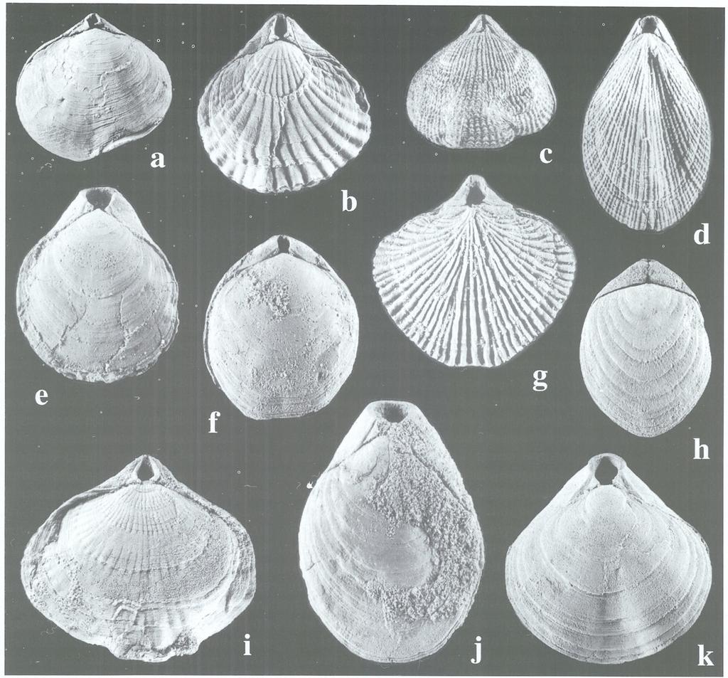 Ramienionogi pochodzące z oligoceńskich osadów formacji Polonez Cove (B i t n e r i P is e r a 1984, B i t n e r 1997) są nieliczne i w większości zbyt słabo zachowane, aby można je było precyzyjnie