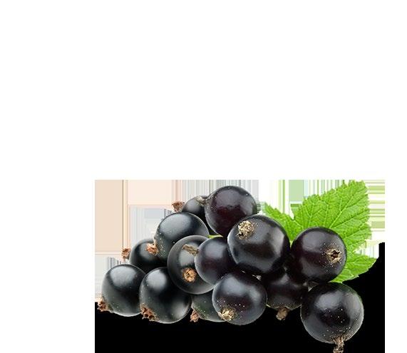 wiadro 6 25224 Porzeczka czarna