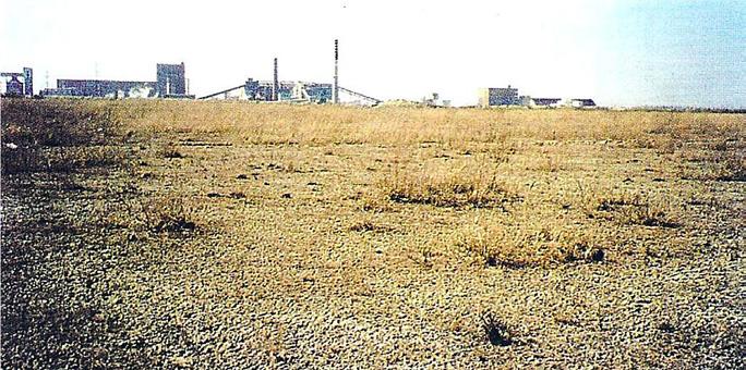 Rekultywacyjna efektywność osadu ściekowego na składowisku odpadów posodowych w Janikowie [Siuta 2002; Siuta, Sienkiewicz, Dyguś