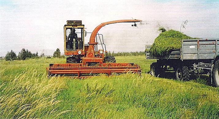 contrasts with an abundant vegetation of the ground fertilized with sewage sludge Fot. 16.