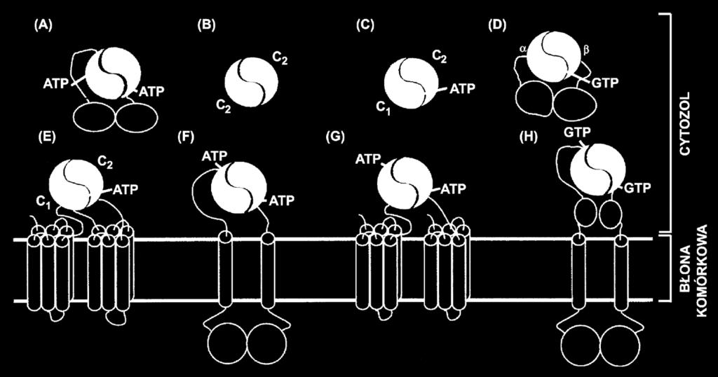 Rycina 2. Topologia cyklaz adenylanowych (AC) i guanylanowych (GC).