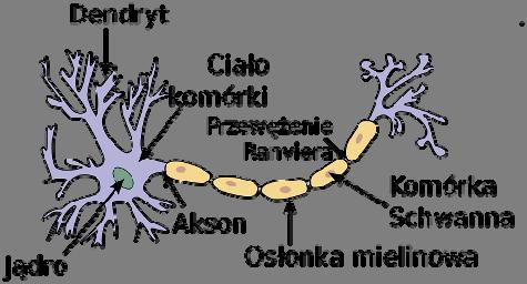 Sztuczne sieci neuronowe Sztuczne sieci neuronowe (SSN) obok algorytmów genetycznych czy zbiorów rozmytych stanowią jedną z metod tzw. soft computing.