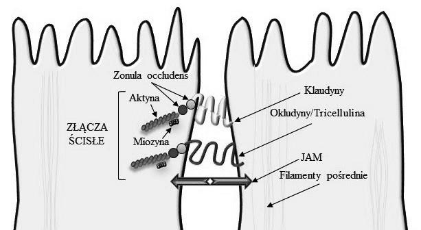 Nr 1 Mikrobiota jelitowa a emocjonalny stan człowieka 167 Zaburzenia równowagi w obrębie mikrobioty jelitowej, określane mianem dysbiozy, wywołują zmiany w przepuszczalności bariery jelitowej.