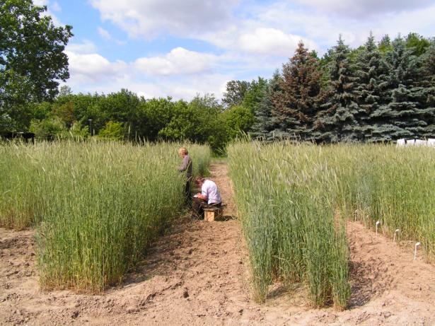 o KOLEKCJA ZASOBÓW GENOWYCH ROŚLIN LECZNICZYCH I AROMATYCZNYCH - Kurator kolekcji roślin leczniczych i