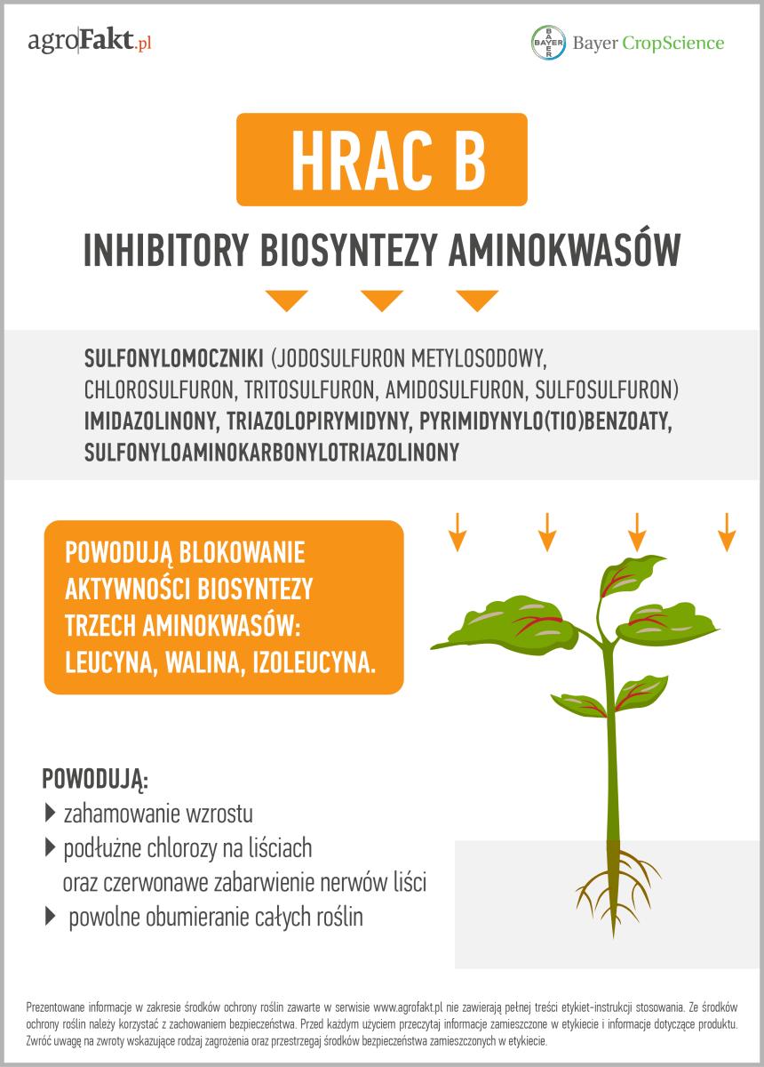 należące do tego mechanizmu działania powodują blokowanie aktywności biosyntezy 3 aminokwasów: leucyny, waliny, izoleucyny.