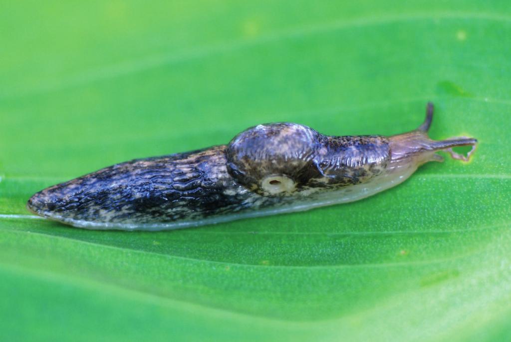 Deroceras