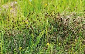 Torfowiska nakredowe (Cladietum marisci, Caricetum buxbaumii, Schoenetum nigricantis) (siedlisko priorytetowe)(kod 7210). Siedlisko w obszarze występuje w postaci płatów szuwarów Cladietum marisci.