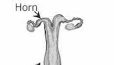 Macica Endometrium warstwa