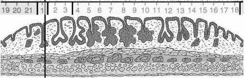 Zmiany endometrium podczas cyklu rujowego P E M D Proestrus: wzrost