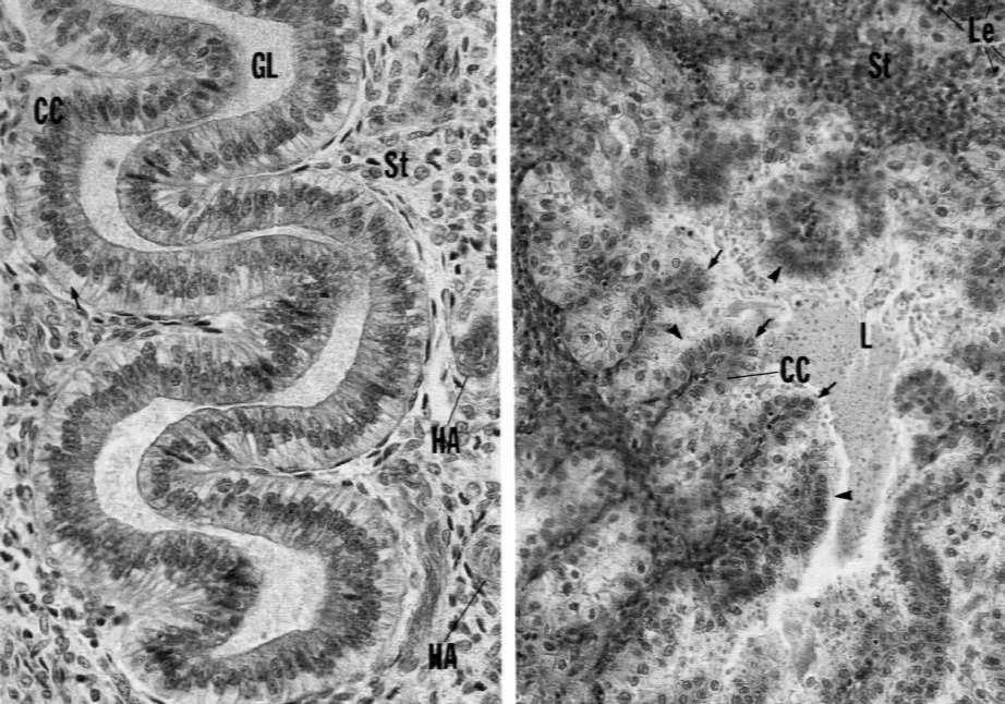 przekrwienie i obrzęk endometrium Metestrus: zmniejszenie obrzęku,