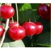 Dane aktualne na dzień: 29-11-2017 12:57 Link do produktu: http://www.goldplants.eu/wisnia-kelleris-prunus-cerasus-kelleris-p-1572.