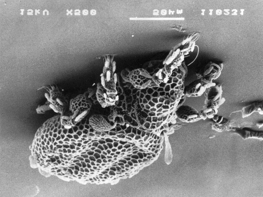 Spoœród pierwszych kolonistów na ha³dach nale ¹ do nich: Oppiella nova, Tectocepheus velatus, gatunki z rodziny Brachychochthoniidae, Suctobelbella subcornigera.