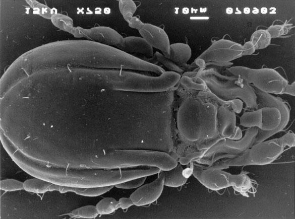 Rozwój fauny roztoczy na ha³dach, czyli jak przyroda walczy z przemys³em 203 nquus, Peloptulus phaenotus, Ramusella insculptum, Trichoribatella baloghi.