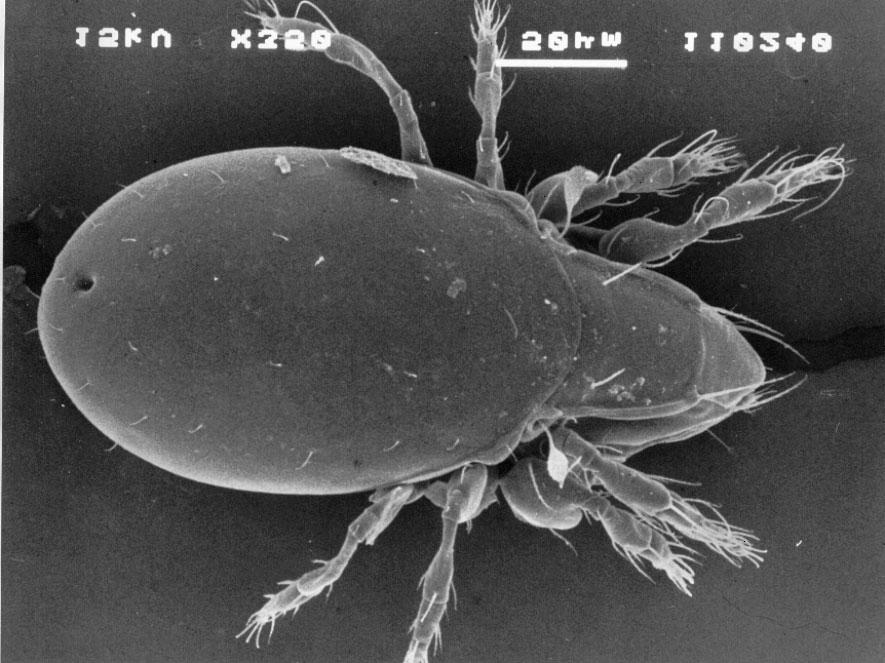 Do d³ugodystansowców zaliczyæ mo emy: Oppiella nova, Tectocepheus velatus, Ceratozetes mediocris i Oribatula tibialis.