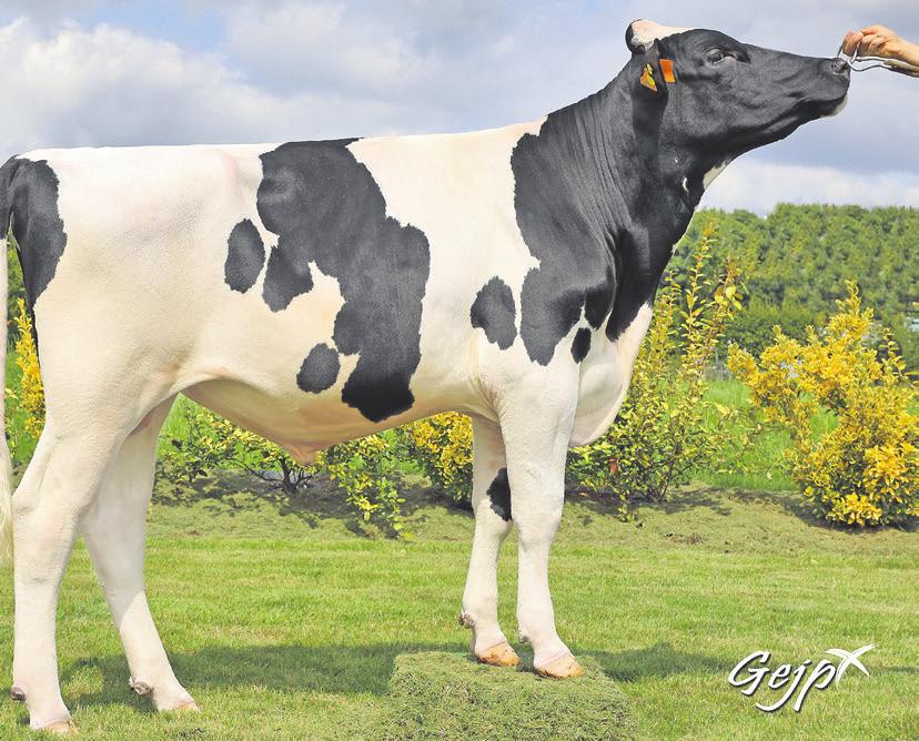 W Ameryce numerem jeden został rozpłodnik Fabulous gtpi 2933 (Jett x Kingboy x Mogul), u naszych zachodnich sąsiadów pierwsze miejsce przypadło buhajowi Hartley grzg 165 (Hang-Time x Supersire x