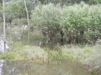 Stwierdzono tu występowanie czterech gatunków ślimaków wodnych, z których jeden jest stosunkowo rzadki, wymieniony na Polskiej Czerwonej Liście z