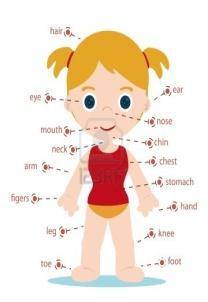 Poznajemy słownictwo związane z częściami ciała Body parts: finger, head, nose, chin, arm, leg, foot Song: One little finger Show me.. Point... Where is...? Touch your.