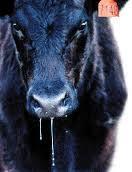 syndrome i fescue toxicosis (Siegel i in., 1985). http://utbfc.utk.