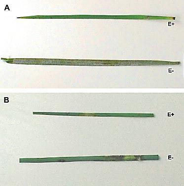 Zmiany chorobowe na oderwanych liści E+ i E- zainfekowanych przez Fusarium oxysporum (A) i
