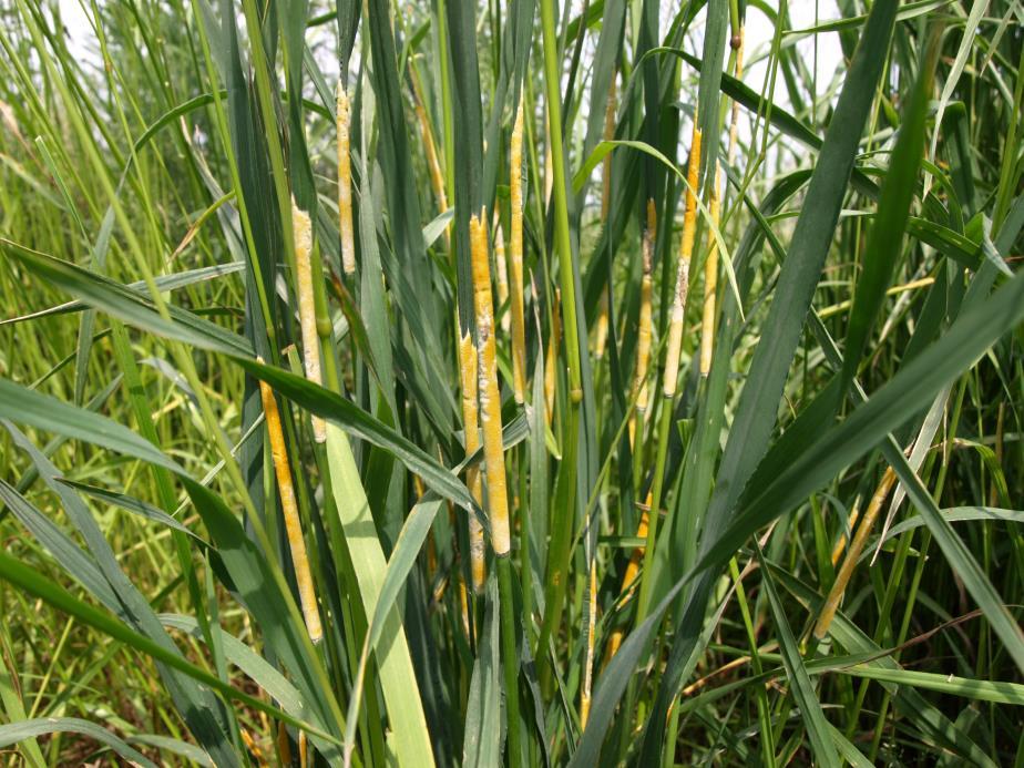 Są również doniesienia o zasiedlaniu gatunków w rodzajach: Bromus, Agrostis, Elymus, Anthoxanthum, Deschampsia, Koeleria, Holcus oraz Phleum pratense i Poa pratensis występujących na