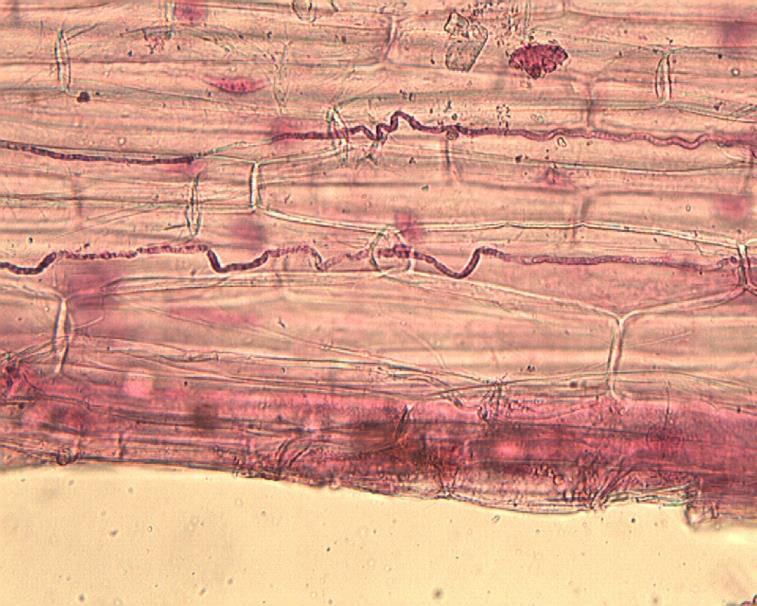 Tadych i