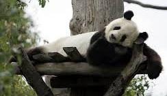 drapieżnych nie ulega wątpliwości, lecz w rzeczywistości zwierzę odżywia się prawie wyłącznie pędami bambusa, choć podobnie jak większość zwierząt